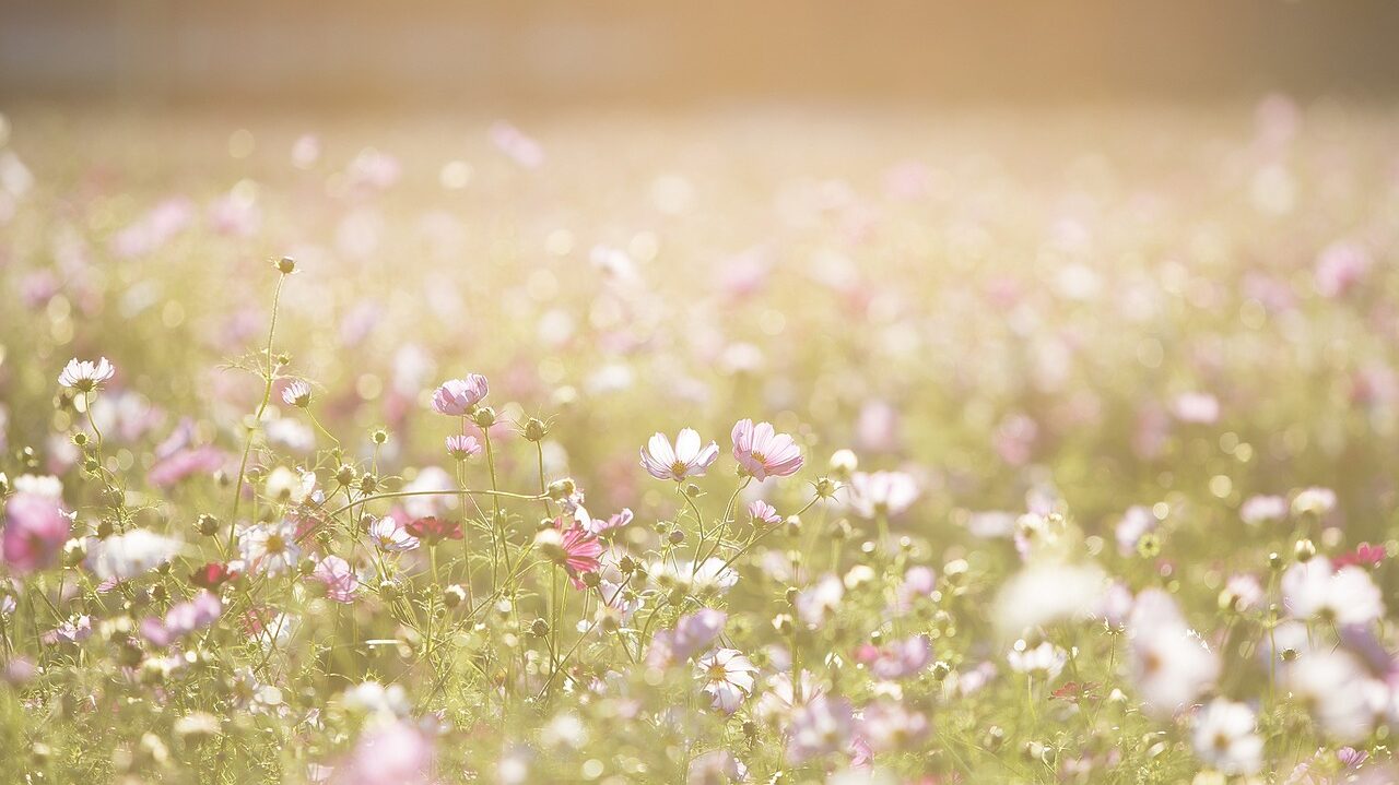 cosmos flowers, flowers, meadow